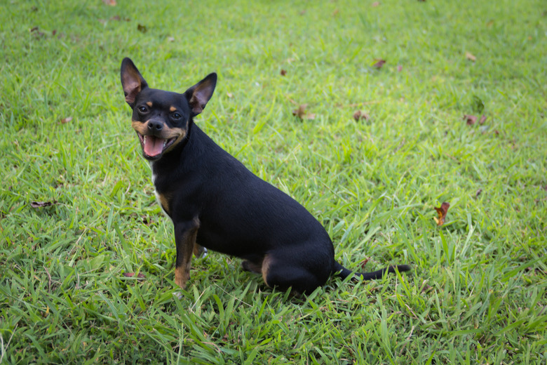 Small black dog in green grass