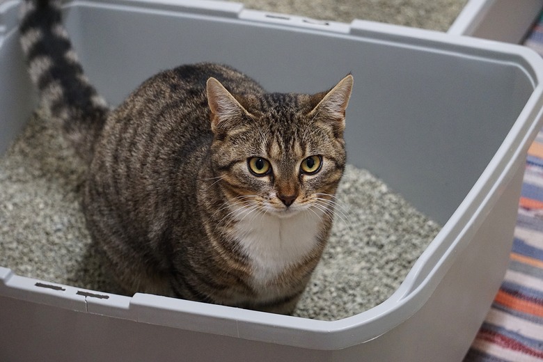 Cat sit in litter box best sale