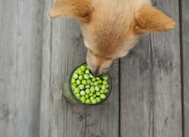 red dog eating peas