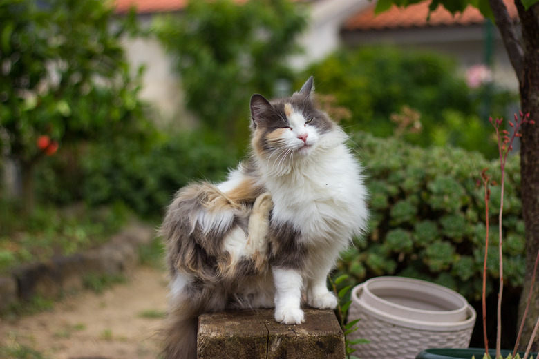 Cat itching and scratching outside