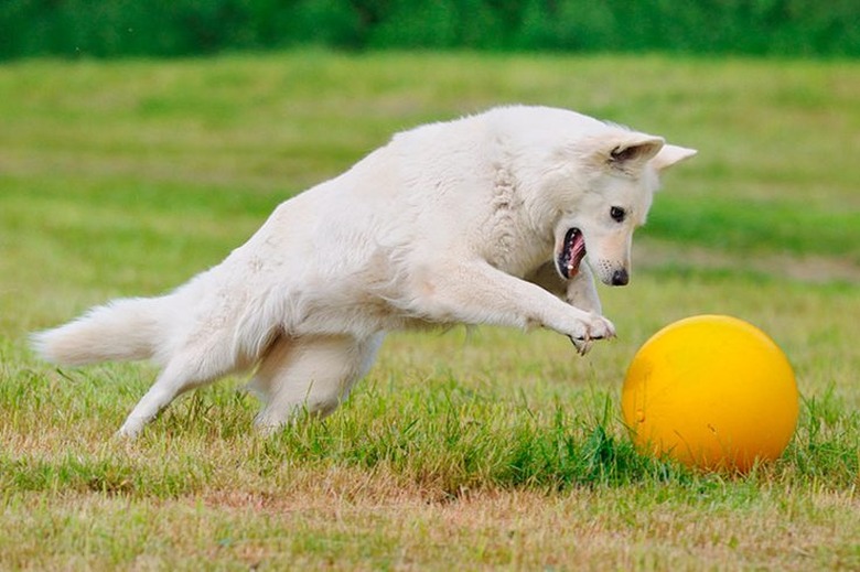 Games to Play With Herding Dogs