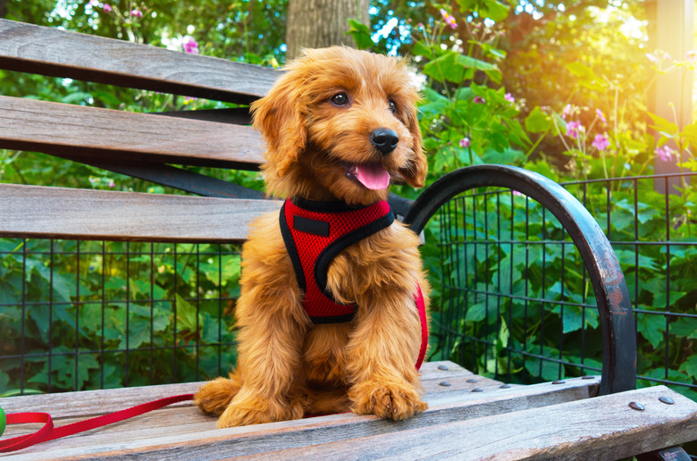 Miniature Goldendoodle puppy wearing red harness sitting on a bench