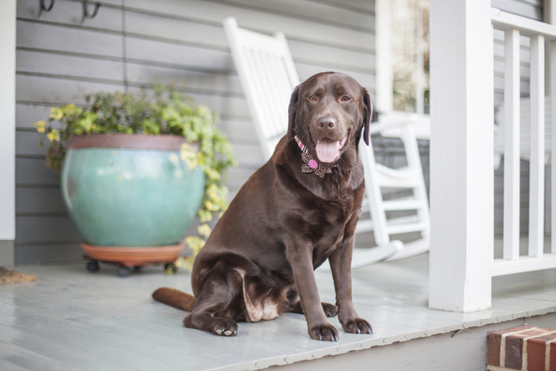 Chocolate lab sits on front porch