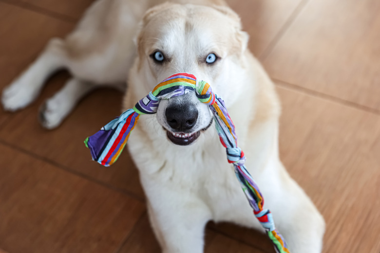 High Angle Portrait Of A Dog