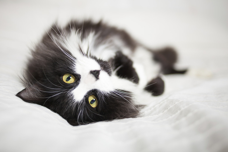 Beautiful cat lying on bed