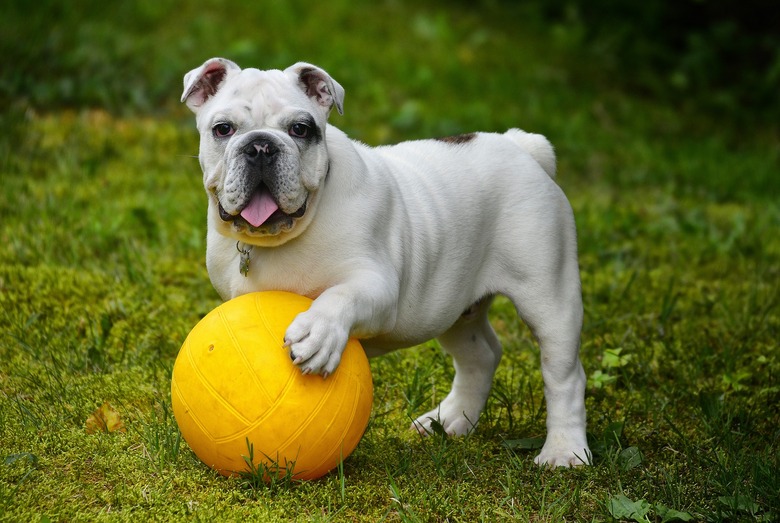 Bulldog with basketball