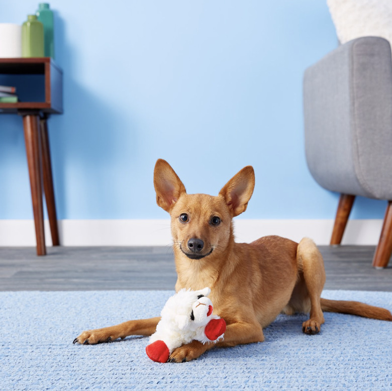 Small dog playing with the Multipet Lamb Chop Squeaky Plush Dog Toy