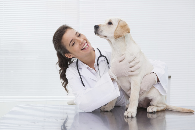 Smiling veterinarian examining a cute dog