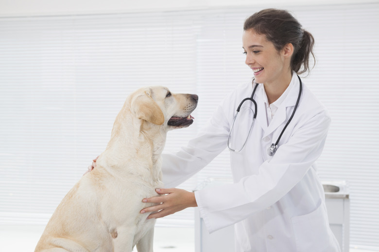 Smiling veterinarian examining a cute dog