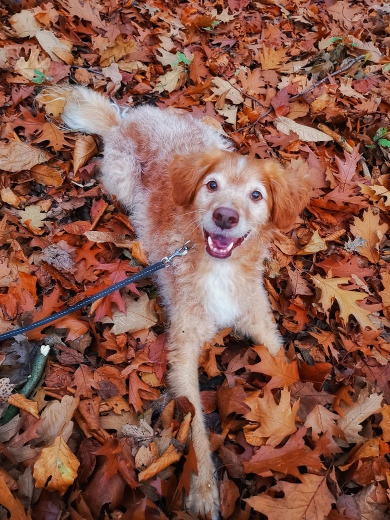 Dog laying in fall leaves