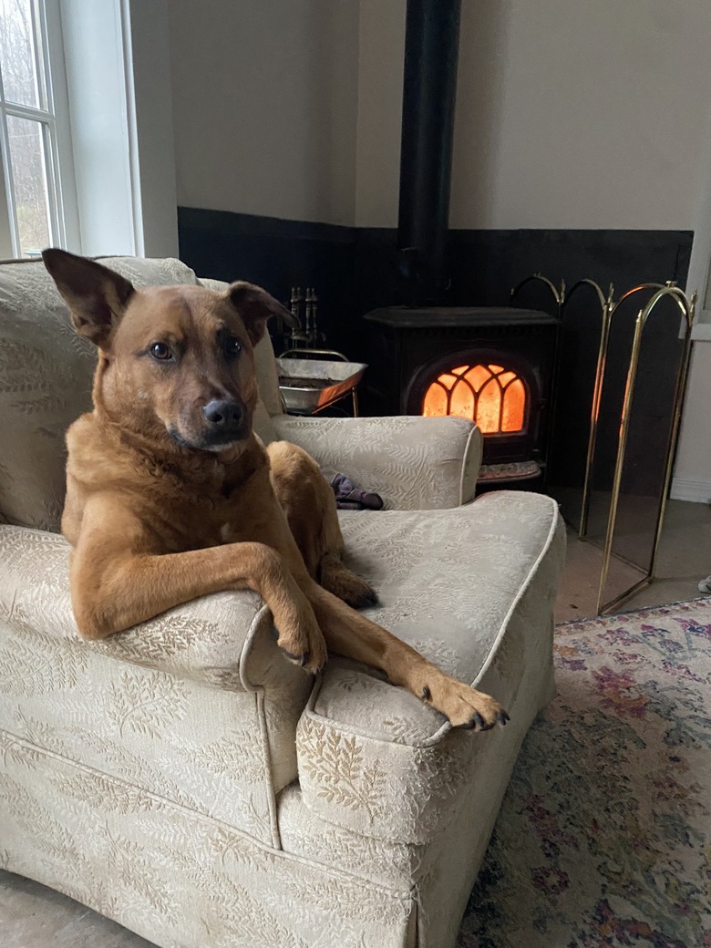 dog sitting on couch like person