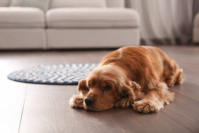 Cute Cocker Spaniel dog lying on the floor indoors