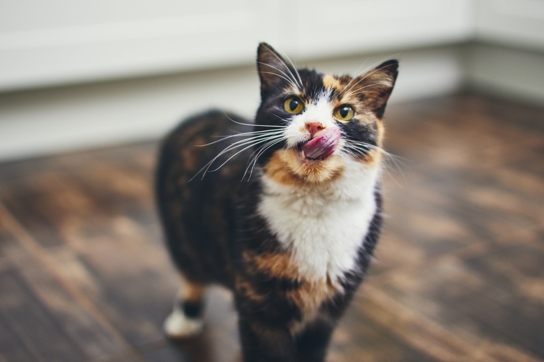 Hungry Cat At Home Kitchen