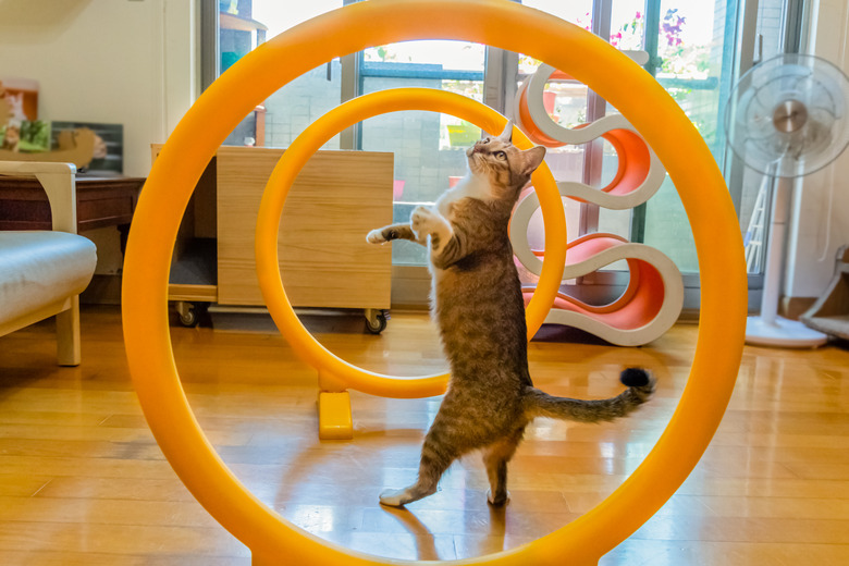 Playing playing with yellow hoops in a living room.