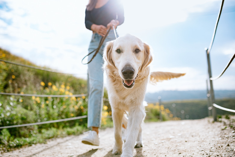 Young Woman Walks Her Dog In California Park