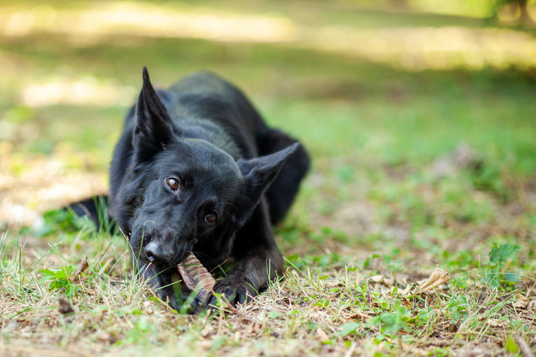 What Should I Do If My Dog Eats Chapstick Cuteness