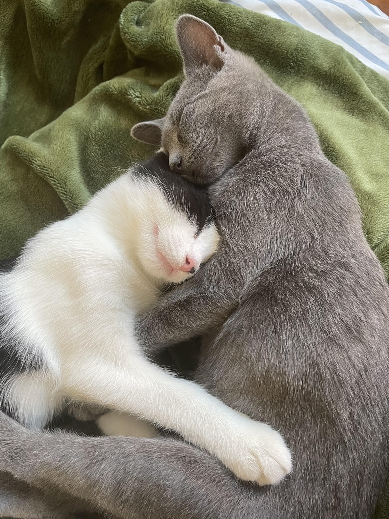 16 Cuddling Kitties To Share With Your BFF Cuteness