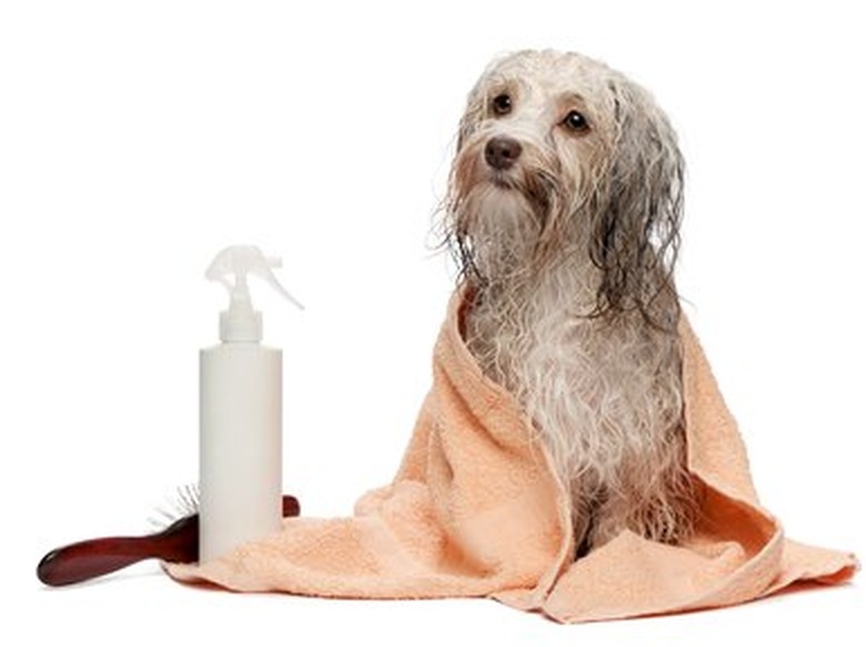 Wet chocolate Havanese dog wrapped in a towel after a bath