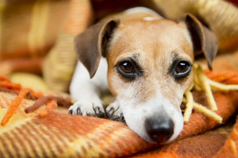 Relaxed beautiful Dog Jack Russell terrier