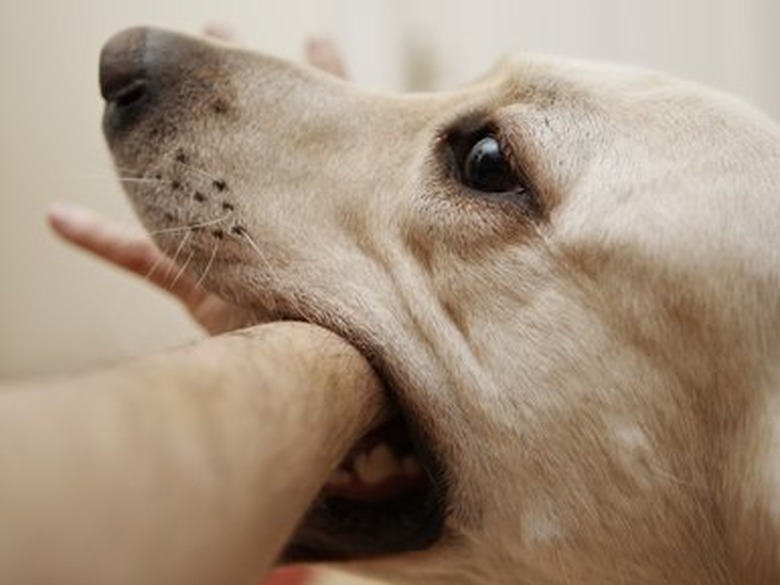 Labrador with mouth around an arm