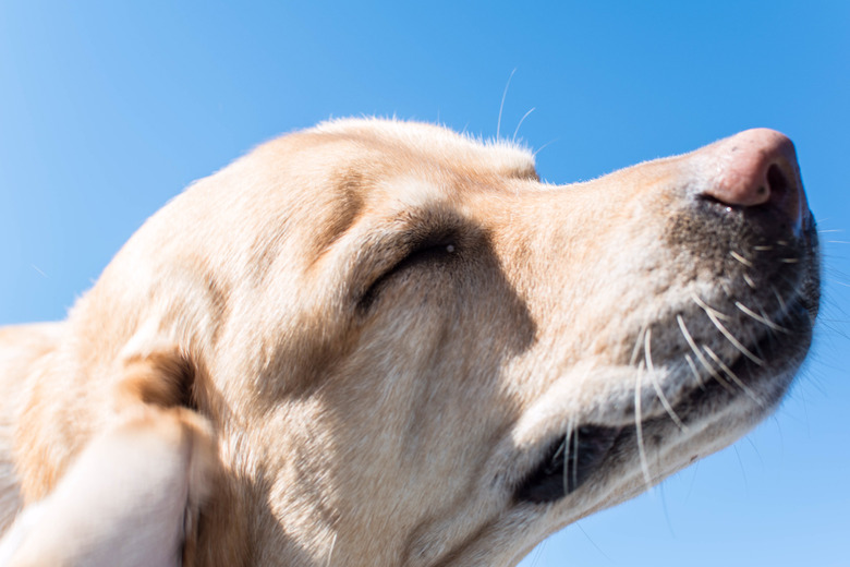 Dog scratches his ear