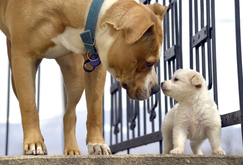 poodle puppy`s first meeting with senior amstaff