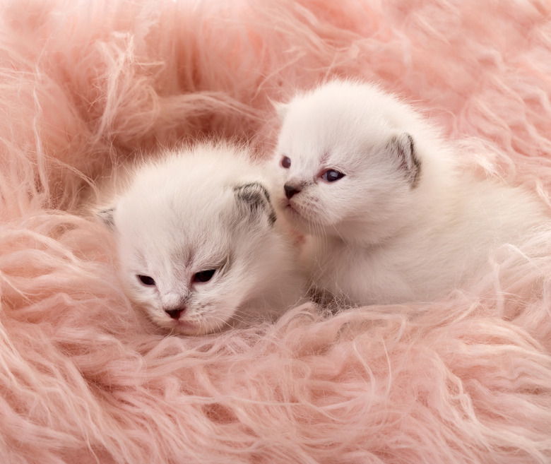 Two white newborn kittens