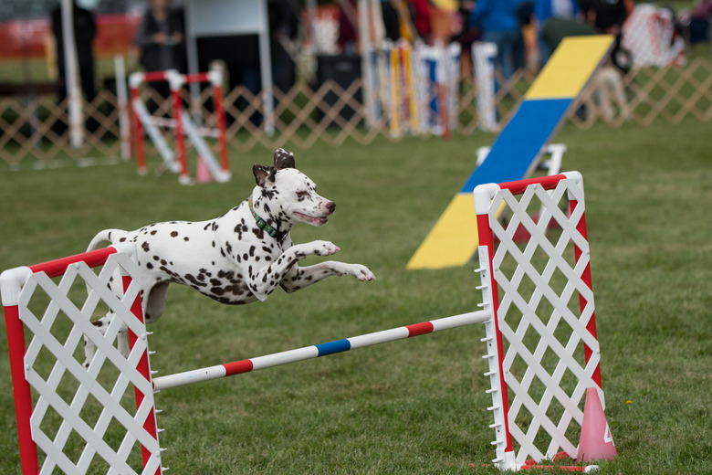 Dalmatian jumping hurdle