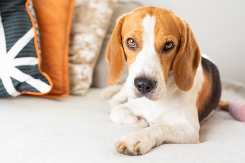 Beagle dog tired on a cozy sofa, couch.