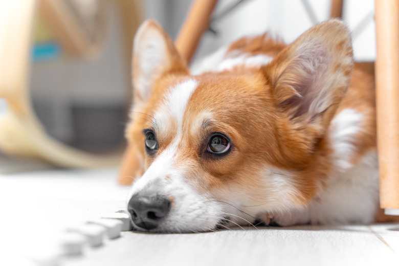 Portrait of dog lying on floor with sad look