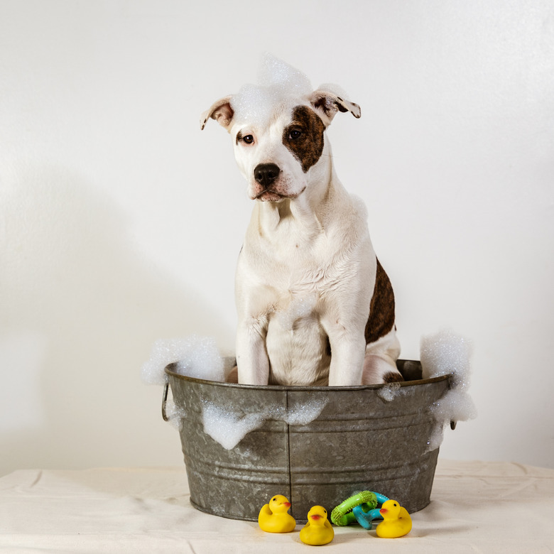 Dog in a Bath Tub with Bubbles