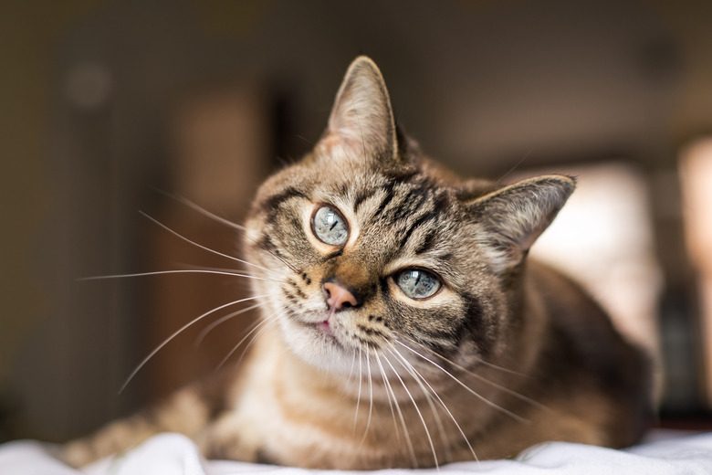 Cat with blue eyes looks at camera