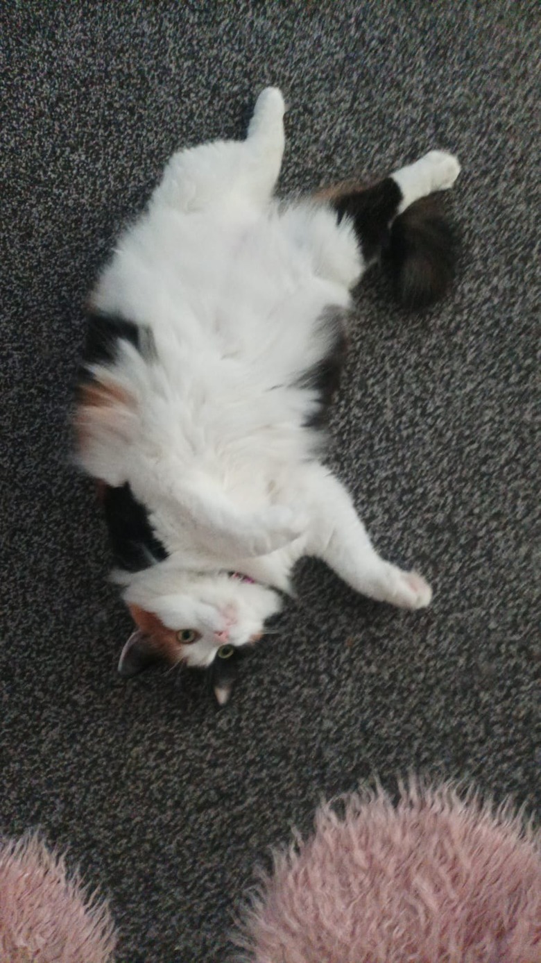 Fluffy calico cat sleeps upside down.