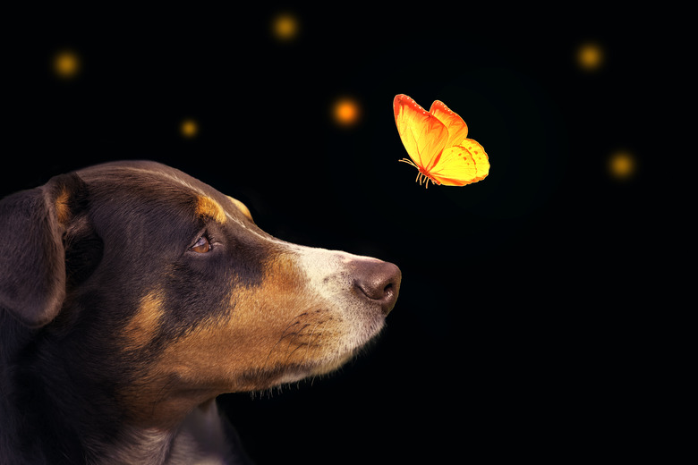 dog with butterfly over his nose