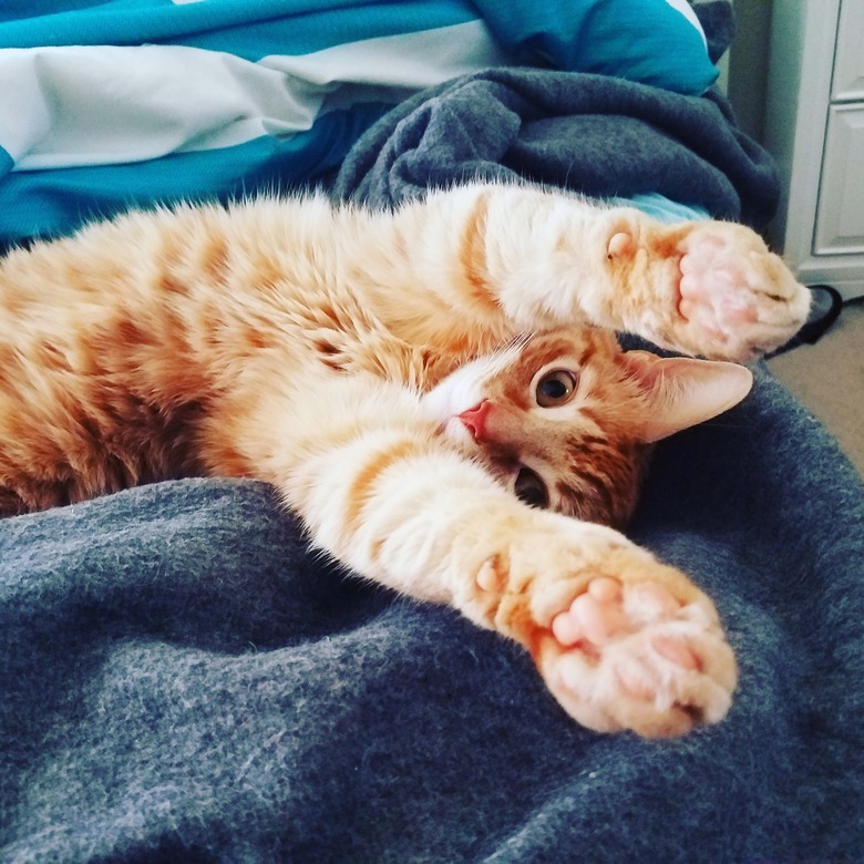 Please Enjoy These 20 Pics Of Perfectly Pink Kitty Toe Beans Cuteness