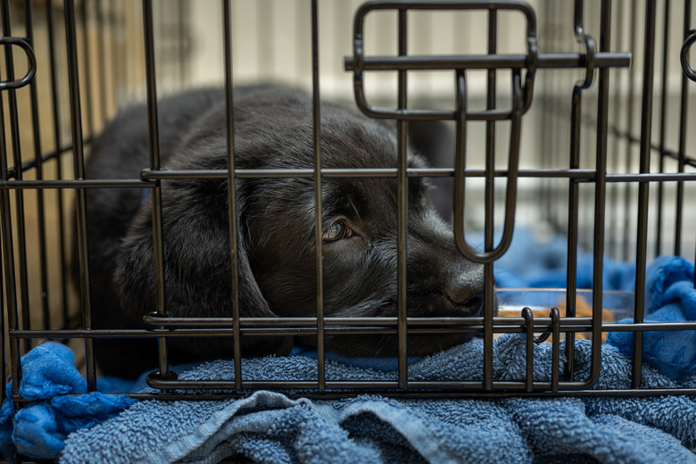 How To Get A Puppy To Stop Whining In A Crate Cuteness