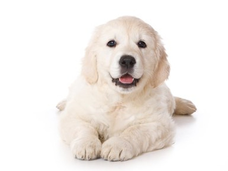 Golden retriever puppy in a "sploot"