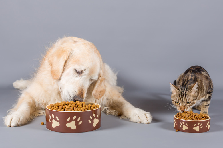 Close-Up Of Pets Eating Food Against Gray Background