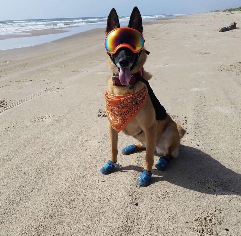 German Shepherd on beach wearing doggles and booties