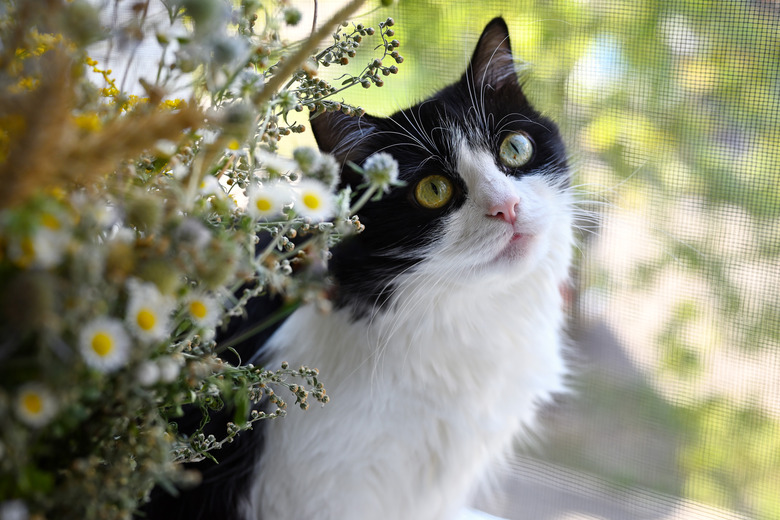 Cat on the windowsill.