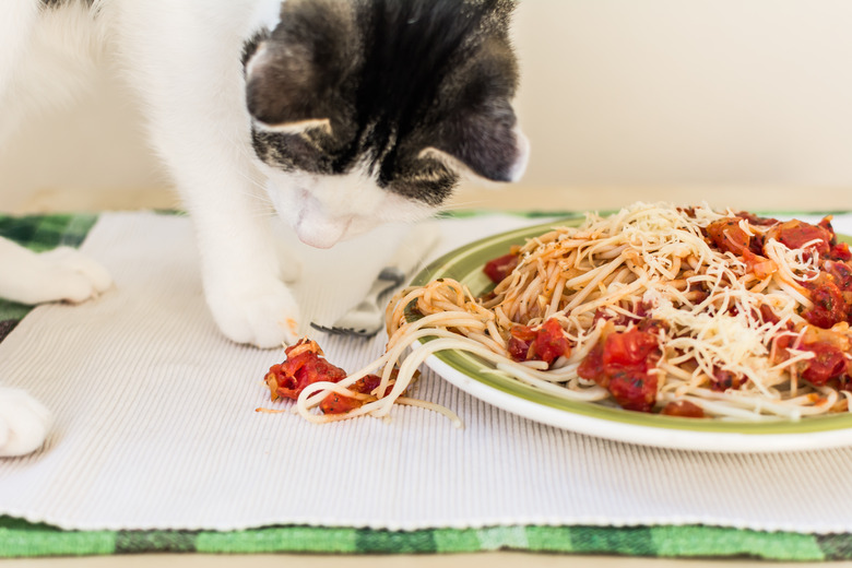 Cat making mess on the table.