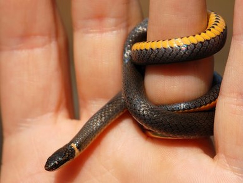 Southern Ringneck Snake Ring