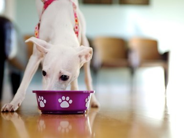 White puppy eating from dog dish.