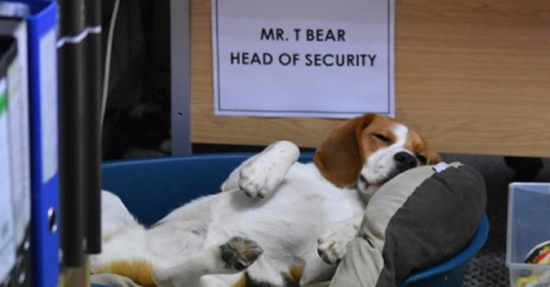 guard dog falls asleep on job