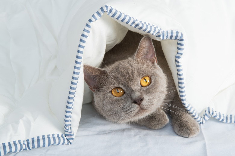 Cats under sheet