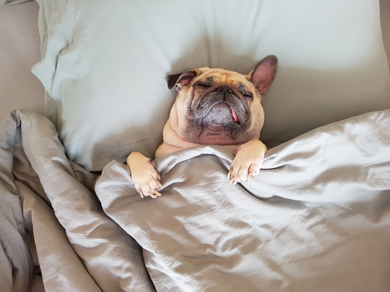 Cute pug dog sleeping on pillow in bed covered in a blanket