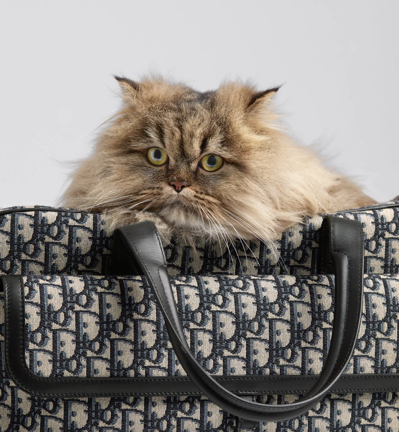 Fluffy cat in a Dior pet carrier bag.