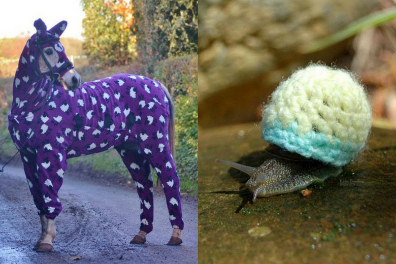 Cute animals wearing sweaters