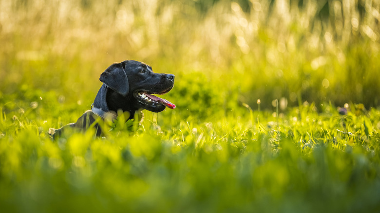 Black Labrador Retriever resting on meadow