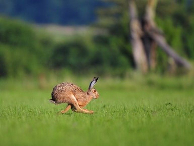 Brown hare running